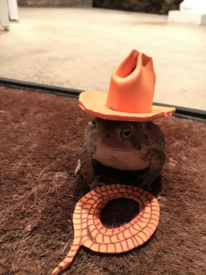 toad-tinny-hat-6 toad-tinny-hat-6