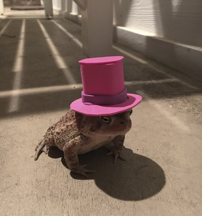 toad-tinny-hat-7 toad-tinny-hat-7