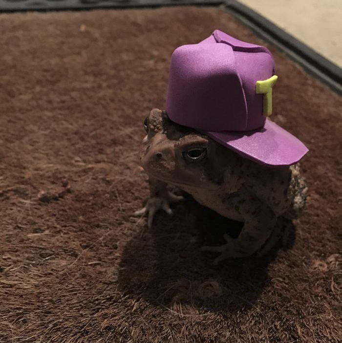 toad-tinny-hat-8 toad-tinny-hat-8