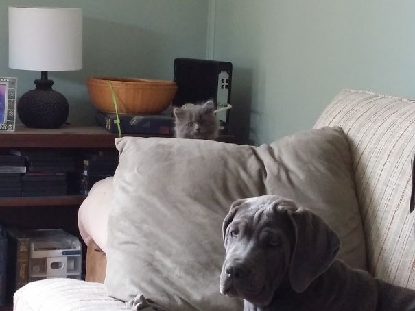 Toby Is Blissfully Unaware Of His Impending Doom