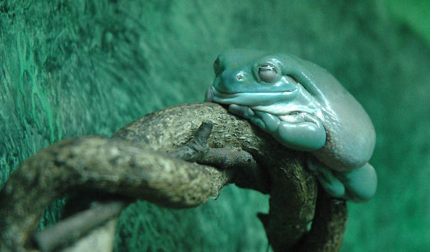 The Rare South American Melting Frog