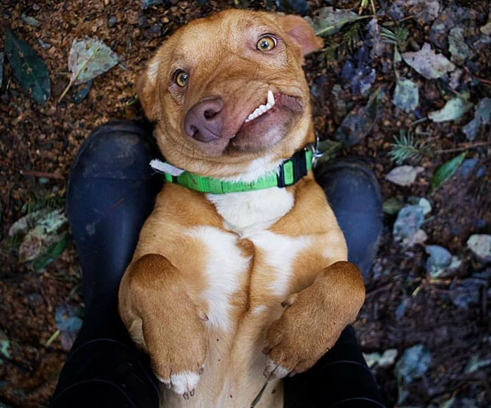 Este es Picasso, un perro perfectamente imperfecto al que nadie quería