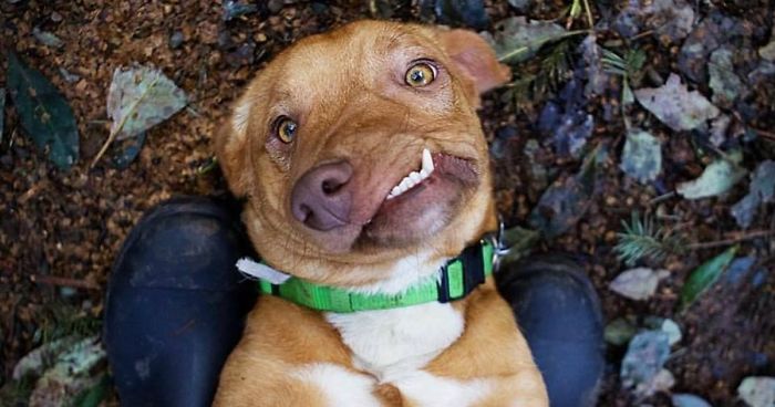 Meet Picasso, The Perfectly Imperfect Dog That No One Wanted