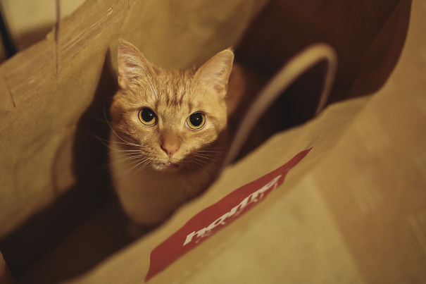 Our Cat First Time Swinging In Shopping Bag.