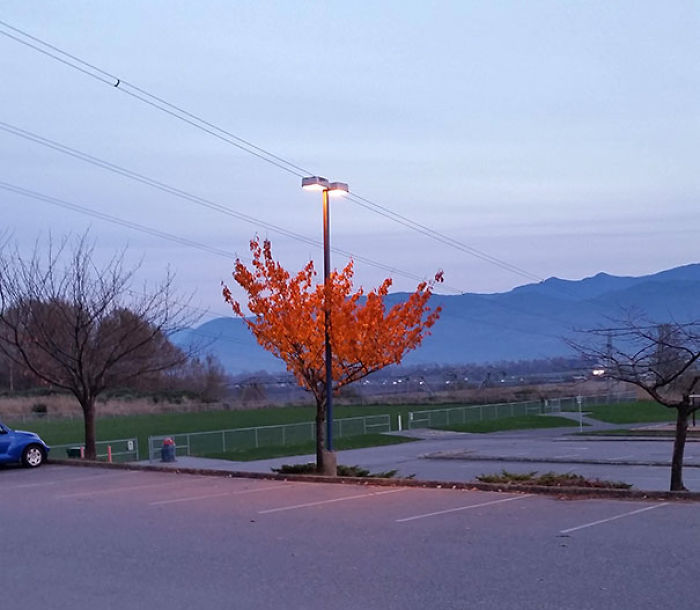This Tree Still Has Its Leaves Because Of The Light Shining On It