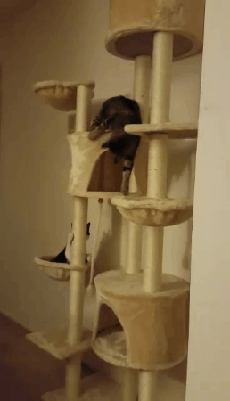 First Cat Tree (also First Christmas Present)