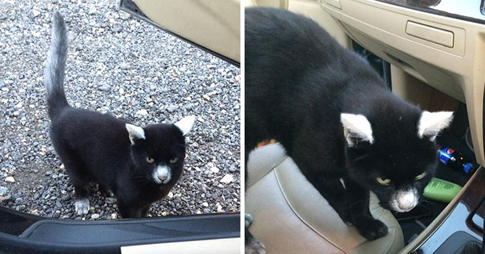 29 Unusual Looking Animals With Vitiligo Who Are Running Out Of Ink