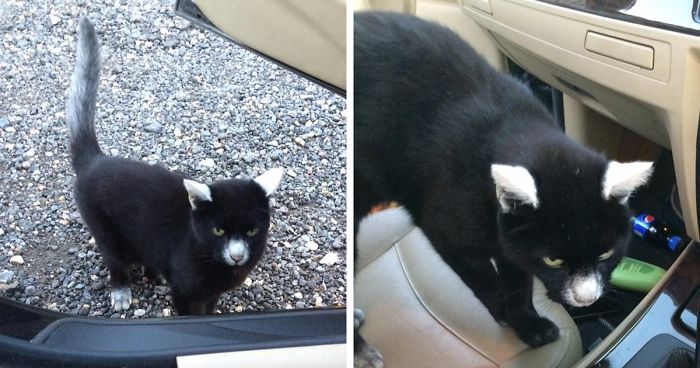 29 Unusual Looking Animals With Vitiligo Who Are Running Out Of Ink