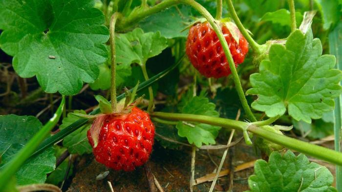 Picking (and Eating) Wild Strawberries With My Cousin