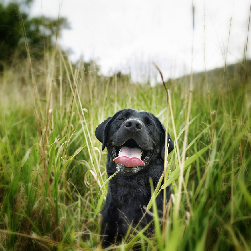Dogs Romping And Enjoying Spring!