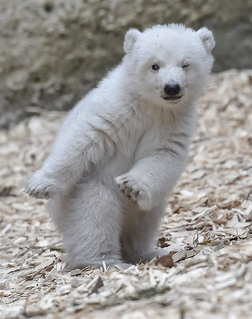 This Polar Bear Cub Taking Her First Steps And Winking At The Camera Is The Cutest Thing Ever