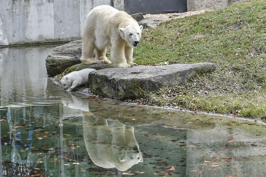This Polar Bear Cub Taking Her First Steps And Winking At The Camera Is The Cutest Thing Ever