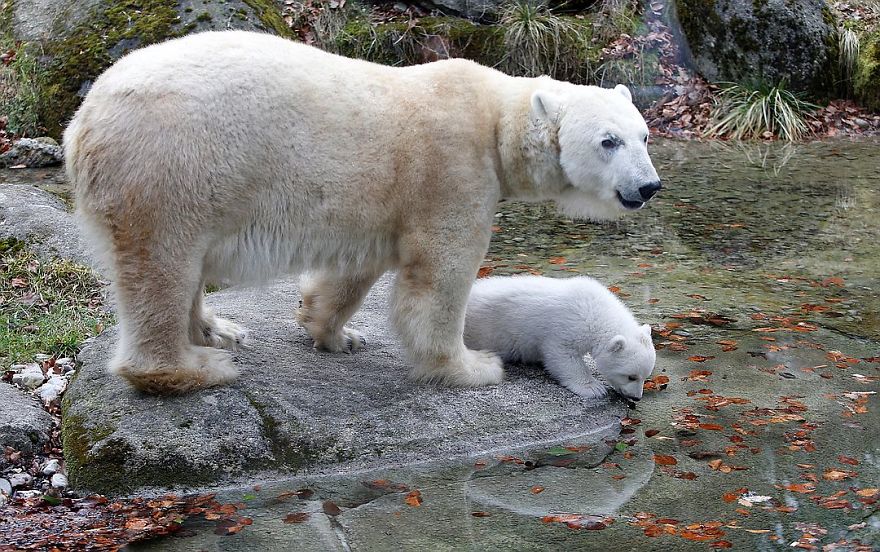 This Polar Bear Cub Taking Her First Steps And Winking At The Camera Is The Cutest Thing Ever
