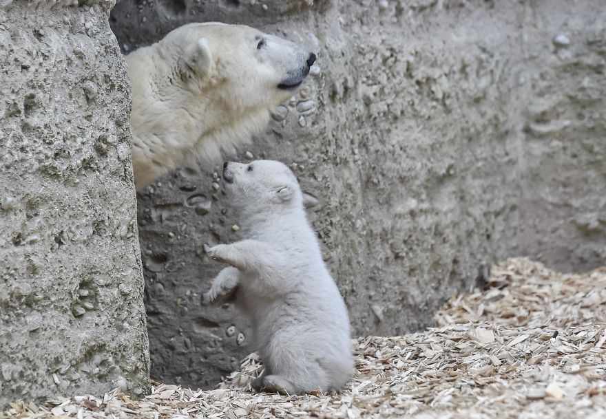 This Polar Bear Cub Taking Her First Steps And Winking At The Camera Is The Cutest Thing Ever
