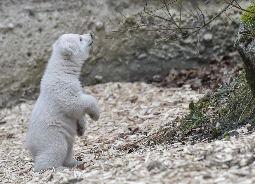 This Polar Bear Cub Taking Her First Steps And Winking At The Camera Is The Cutest Thing Ever