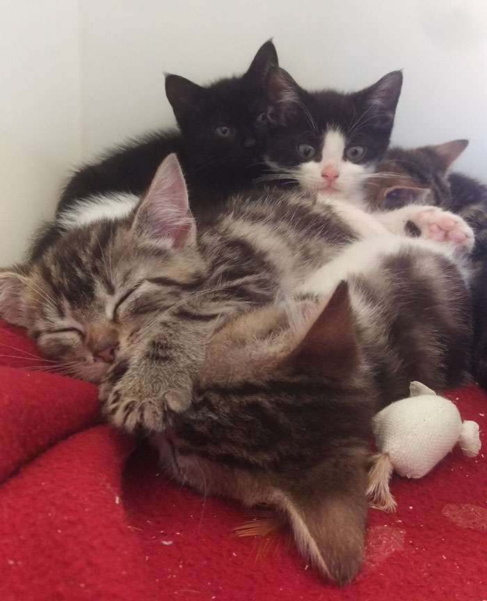 Woman Finds Old Suitcase On Train Tracks, Opens It And Discovers The Most Pawesome Thing Ever