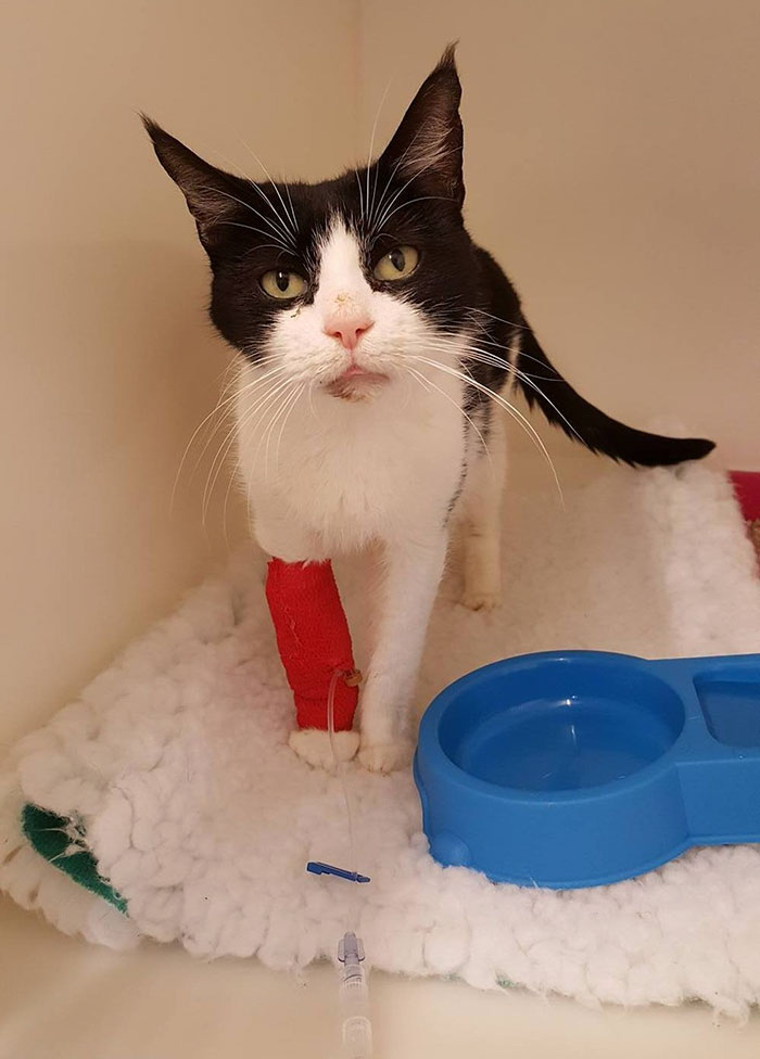 Woman Finds Old Suitcase On Train Tracks, Opens It And Discovers The Most Pawesome Thing Ever Woman Finds Old Suitcase On Train Tracks, Opens It And Discovers The Most Pawesome Thing Ever