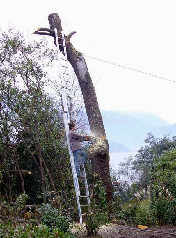 Man on a tall ladder cutting a tree branch with a chainsaw, showcasing risky behavior illustrating why women may live longer.