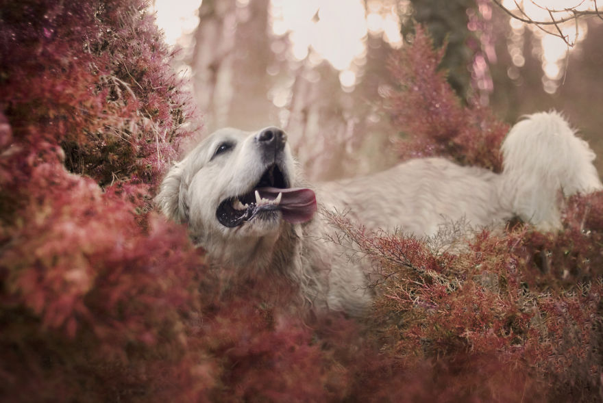 I Photographed My Amazing Dogs Kicia And Morsik