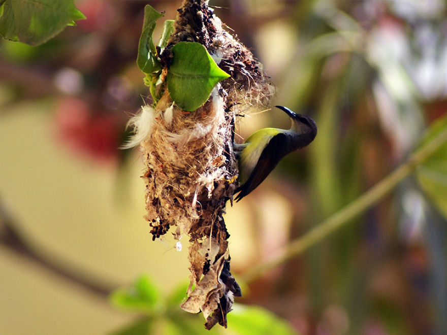 Purple-Rumped Sunbird (Leptocoma Zeylonica)