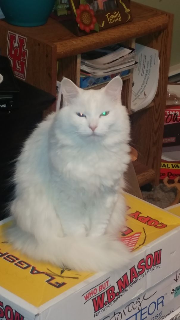 We Are Not Moving Again!