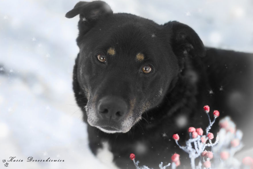 I Photograph Homeless Dogs To Find Their New Homes