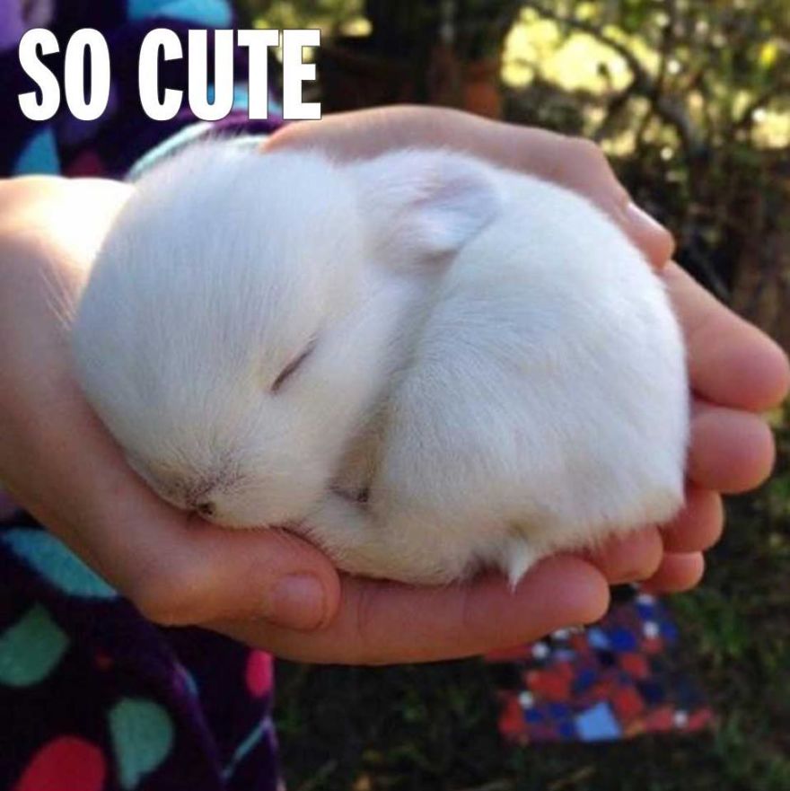 These Are Some Of The Cutest Animals That Exist &hearts;