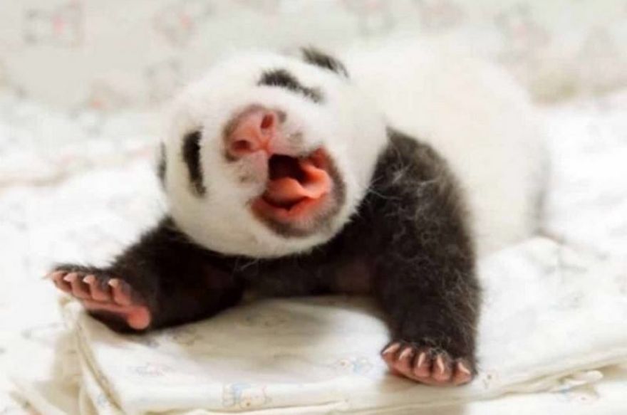 These Are Some Of The Cutest Animals That Exist &hearts;