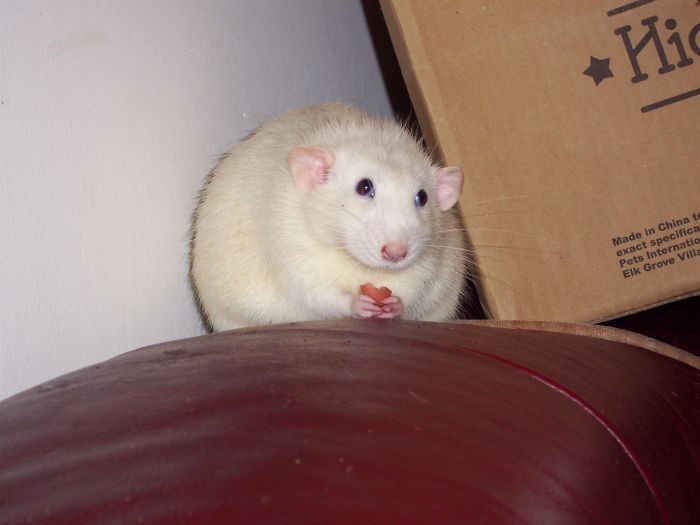 Eames The Snowball With Eyes ^_^