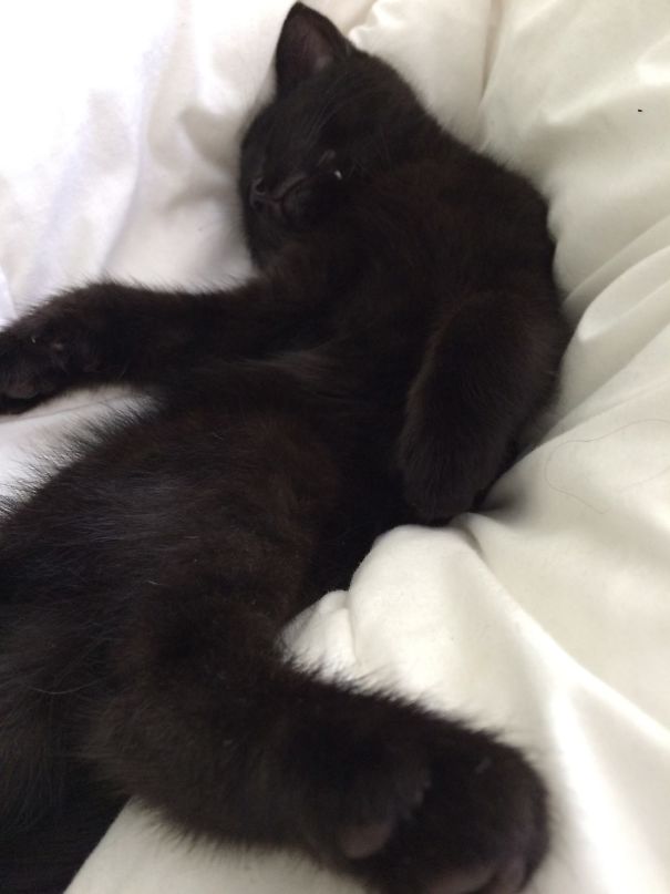 There's Only One Place To Sleep And That's On The Owner's Bed