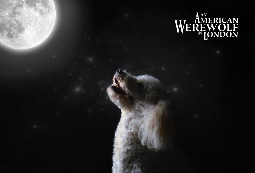 I Make My Lost Dog The Hero Of My Favorite Shows And Movies I Make My Lost Dog The Hero Of My Favorite Shows And Movies