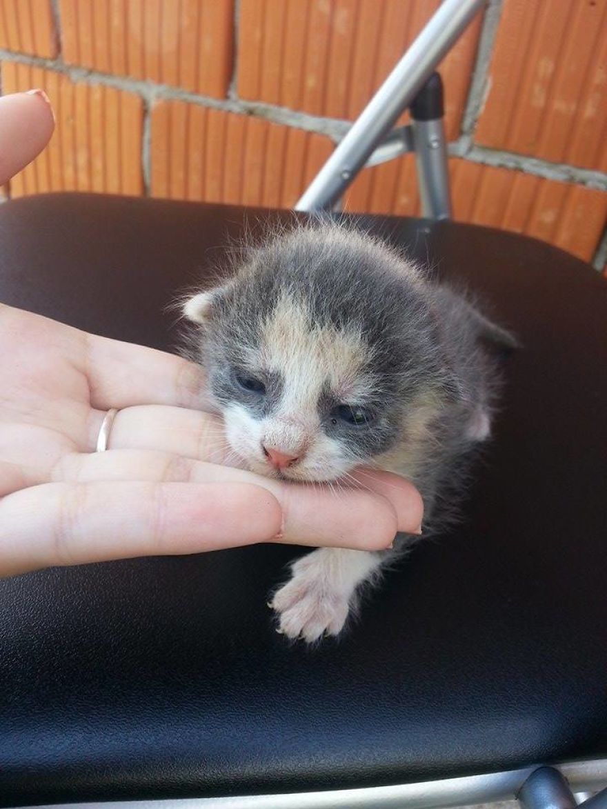 These Are Some Of The Cutest Animals That Exist &hearts;