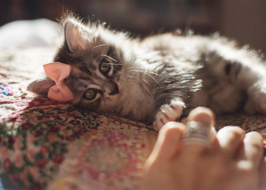 These Are Some Of The Cutest Animals That Exist &hearts;