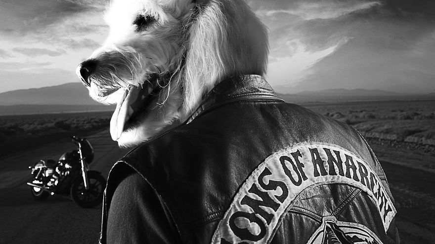 I Make My Lost Dog The Hero Of My Favorite Shows And Movies I Make My Lost Dog The Hero Of My Favorite Shows And Movies