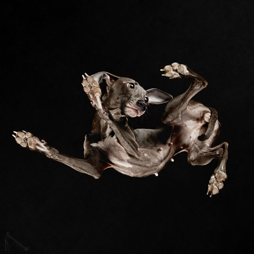 Under-dogs: I Photograph Dogs From Underneath