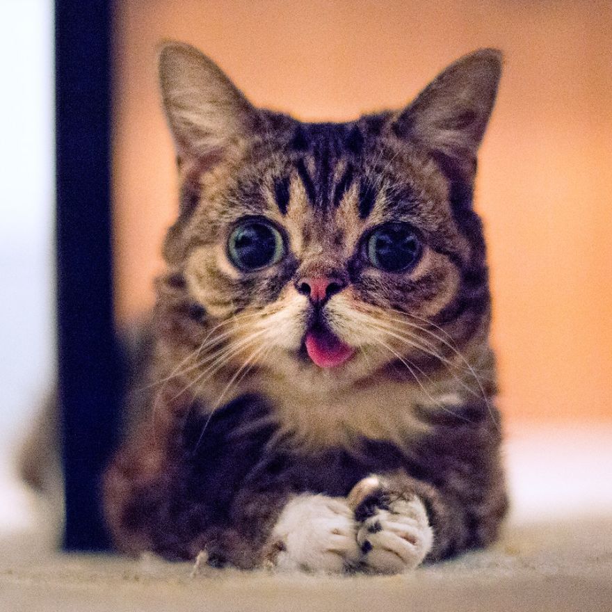 These Are Some Of The Cutest Animals That Exist &hearts;