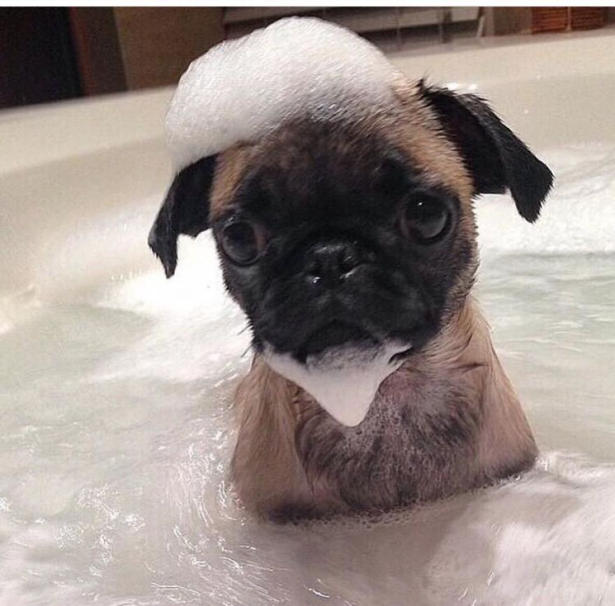 These Are Some Of The Cutest Animals That Exist &hearts;