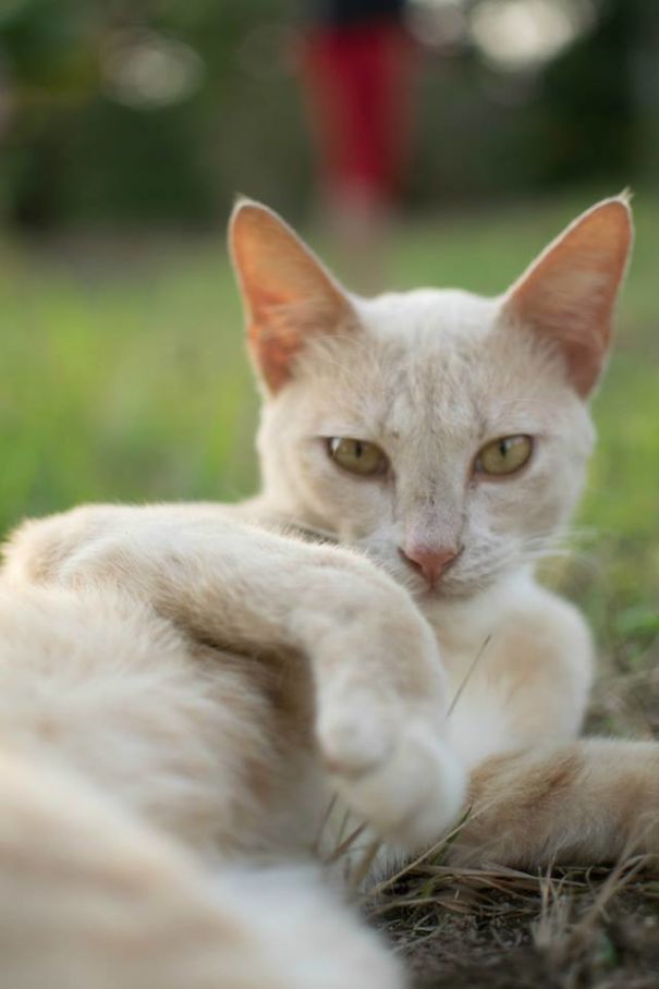 Seductive Cat Is Seductive.