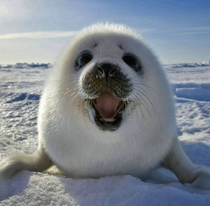 These Are Some Of The Cutest Animals That Exist &hearts;