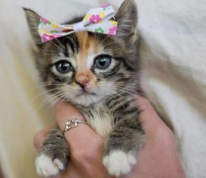 These Are Some Of The Cutest Animals That Exist &hearts;