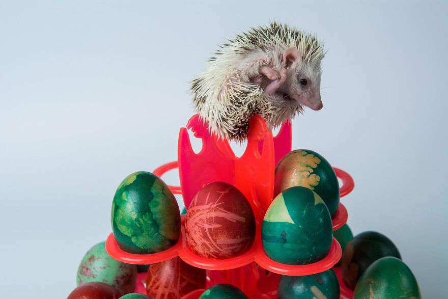 These Are Some Of The Cutest Animals That Exist &hearts;