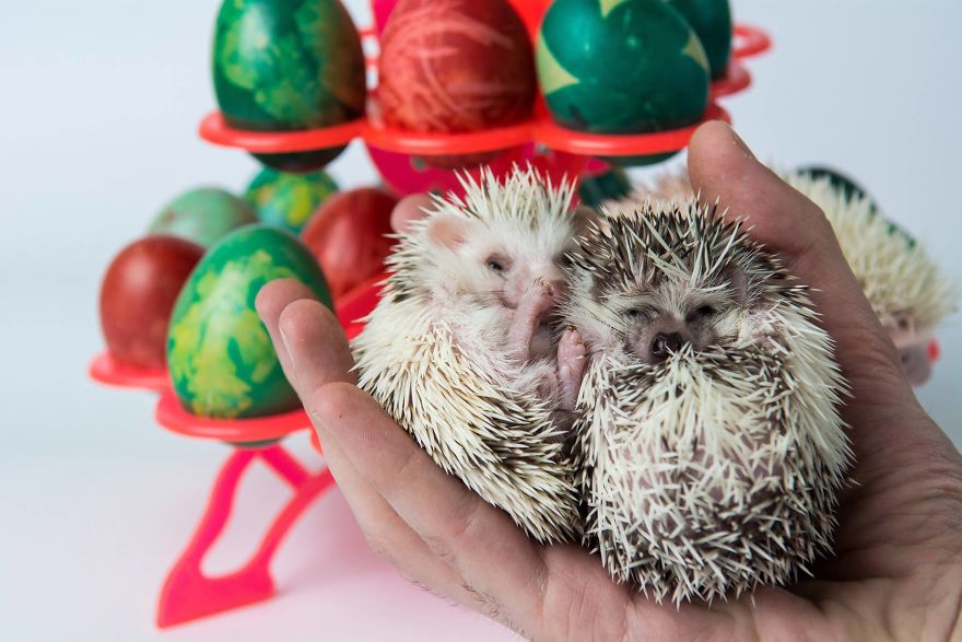 These Are Some Of The Cutest Animals That Exist &hearts;