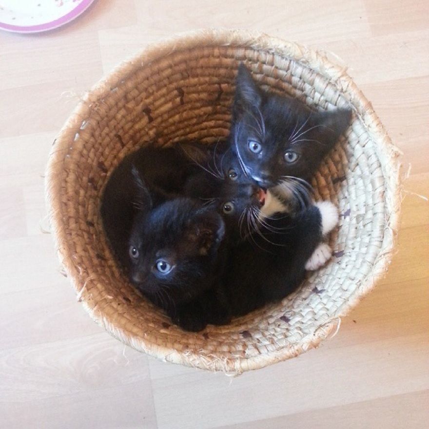 Can't Adopt? Foster! Can't Adopt? Foster!