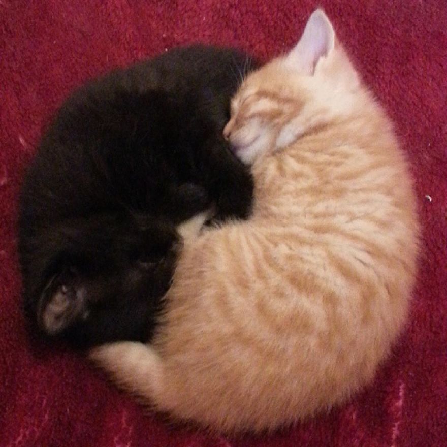 Can't Adopt? Foster!