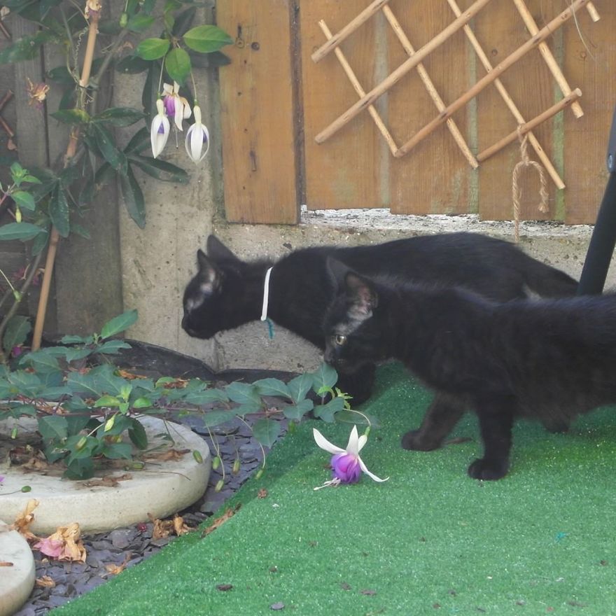 Can't Adopt? Foster! Can't Adopt? Foster!