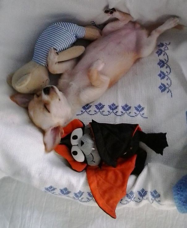 Myshi Puppy With Teddy And Her Bat Twin