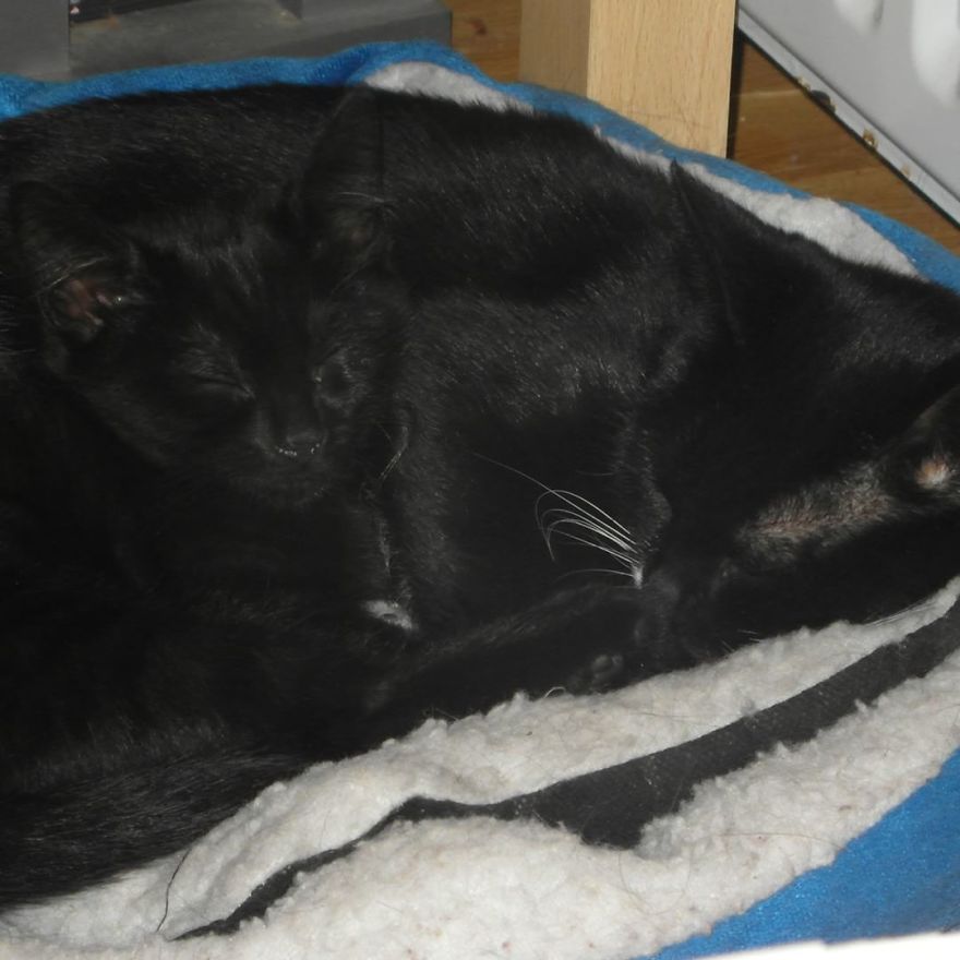 Can't Adopt? Foster!