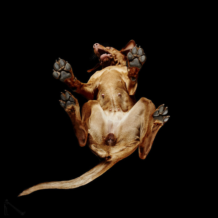 Under-dogs: I Photograph Dogs From Underneath