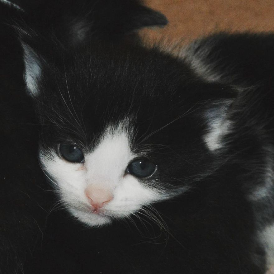 Can't Adopt? Foster!