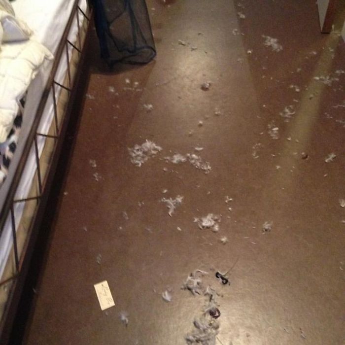 My Ferrets Were "Playing" In My Bedroom While I Was Cleaning